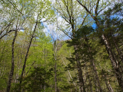 [Looking skyward under a canopy of trees just budding with new leaves.]